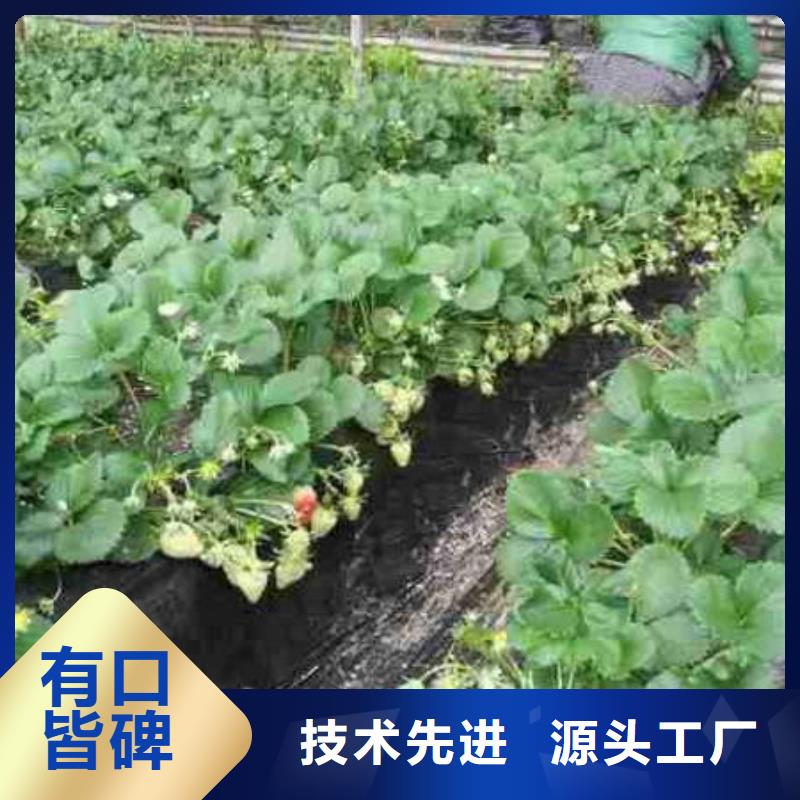 草莓苗_西梅树苗24小时下单发货