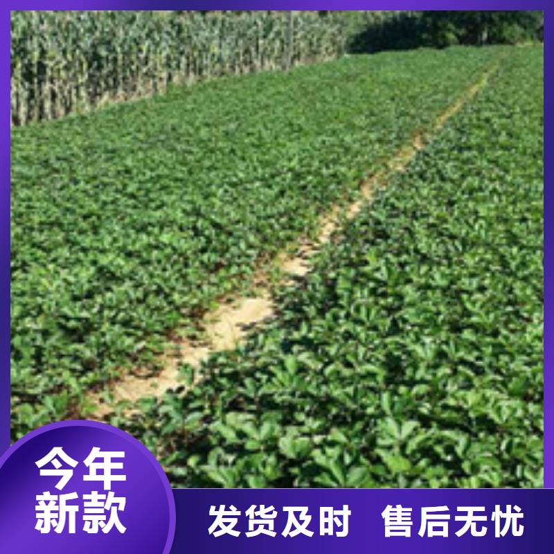 草莓苗红富士苹果树苗当地货源