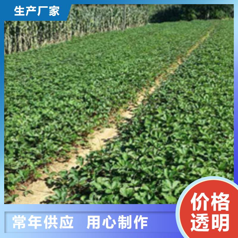 草莓苗桃樹苗制造生產銷售