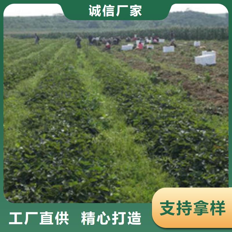 草莓苗苹果苗专业品质