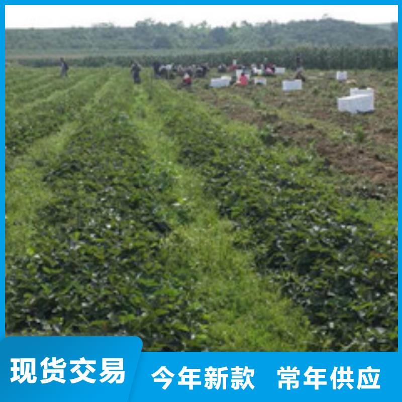 蒙特瑞草莓苗2025更新中(今日/商情)