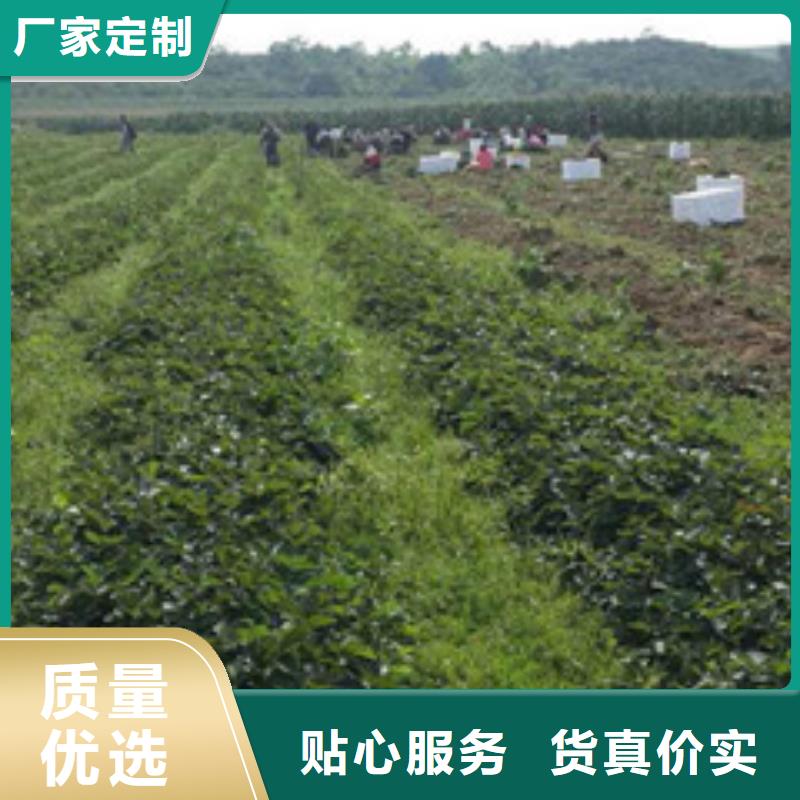 【草莓苗】果樹苗物流配貨上門