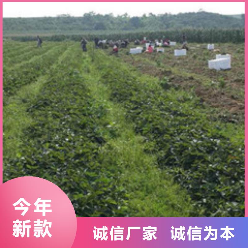 草莓苗-火箭大樱桃树苗用心服务