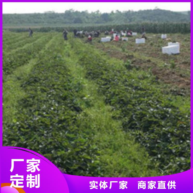 草莓苗香椿樹苗廠家規格全
