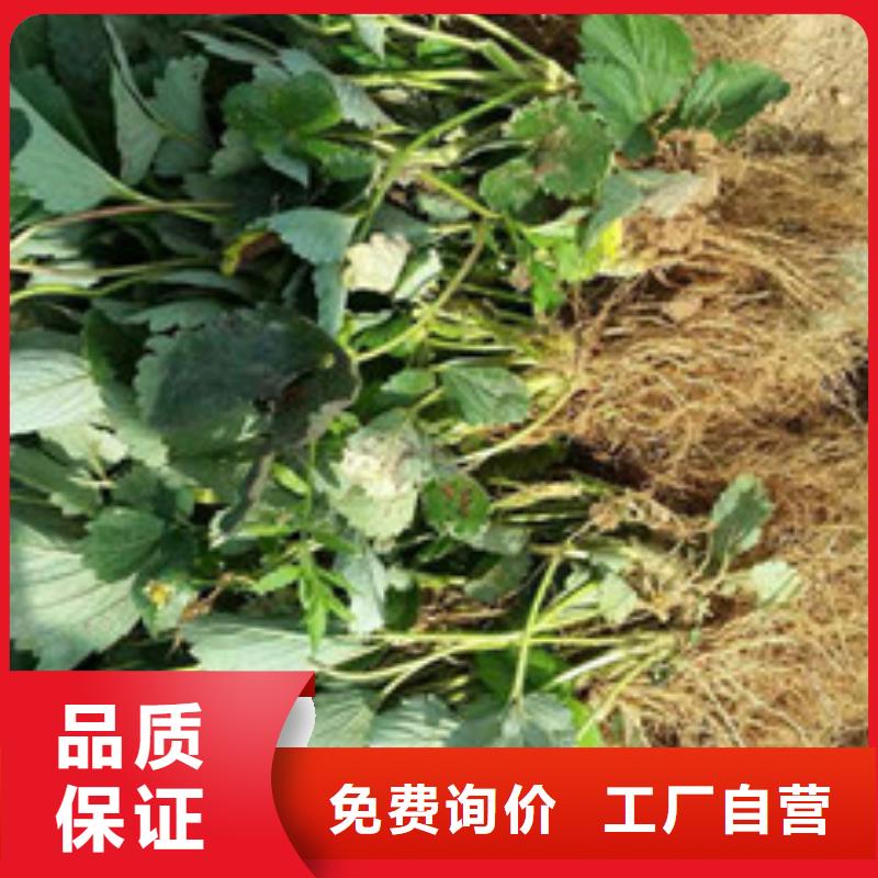 草莓苗_果树苗批发基地质量可靠