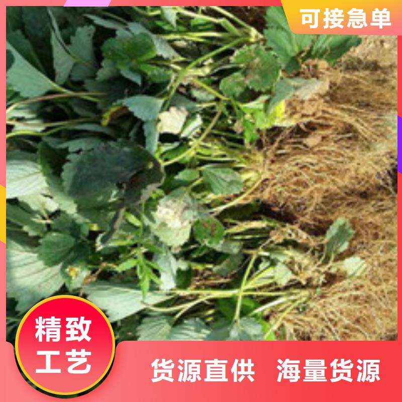 【草莓苗】-櫻桃苗品種全