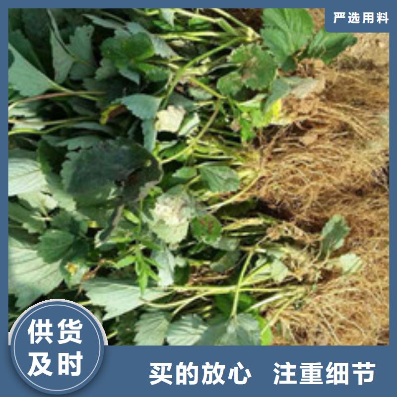 草莓苗-蓝宝石葡萄苗精选好货