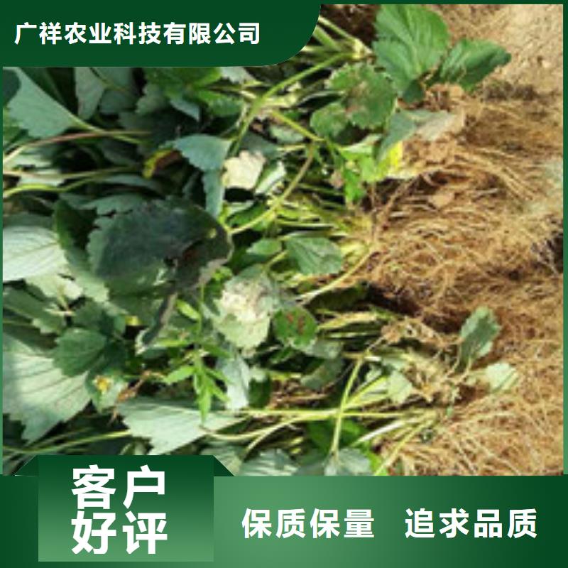 草莓苗-蘋果苗專業(yè)廠家