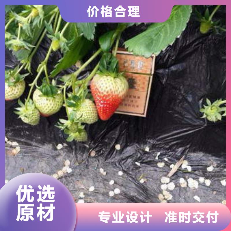草莓苗,香椿树苗多年实力厂家