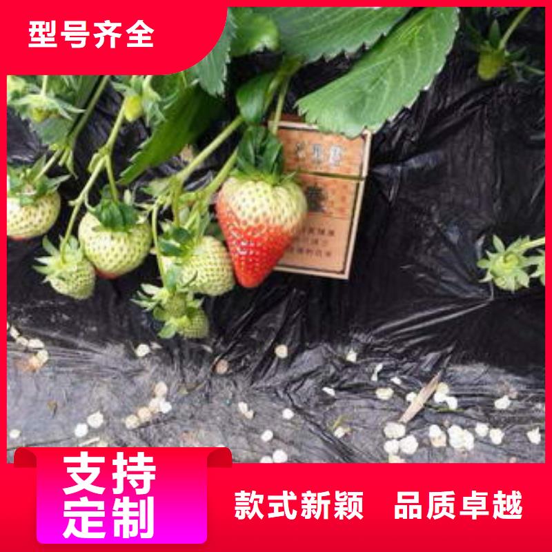 草莓苗梨樹苗基地貨源充足