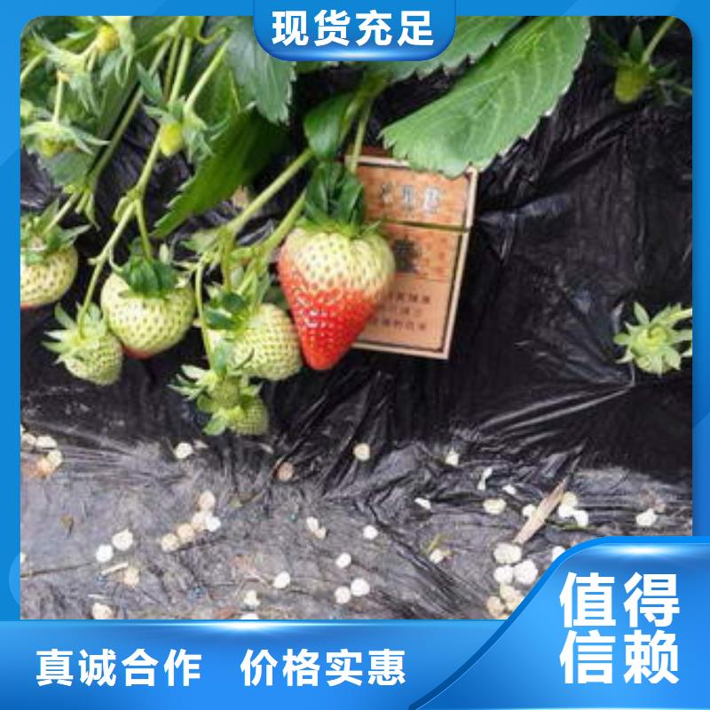 草莓苗胭脂脆桃树苗选择我们选择放心