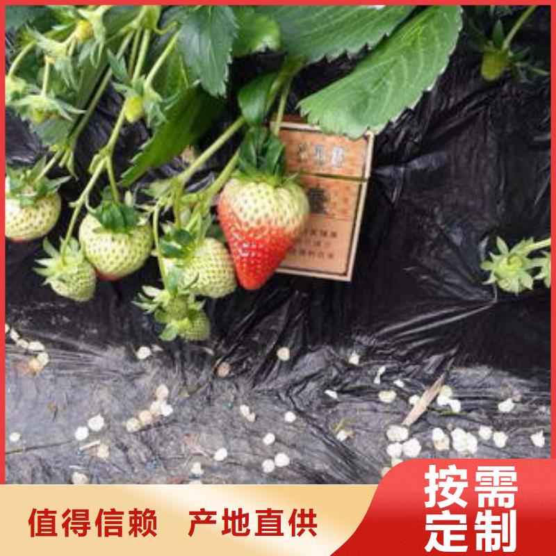 草莓苗果树苗批发货源