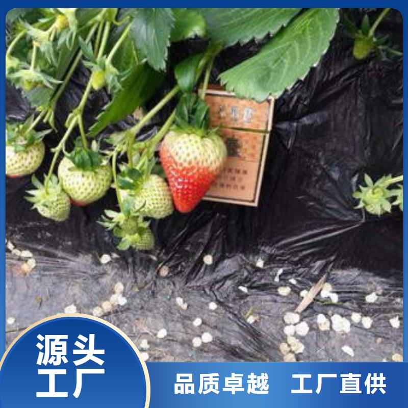 草莓苗桃樹苗擁有多家成功案例