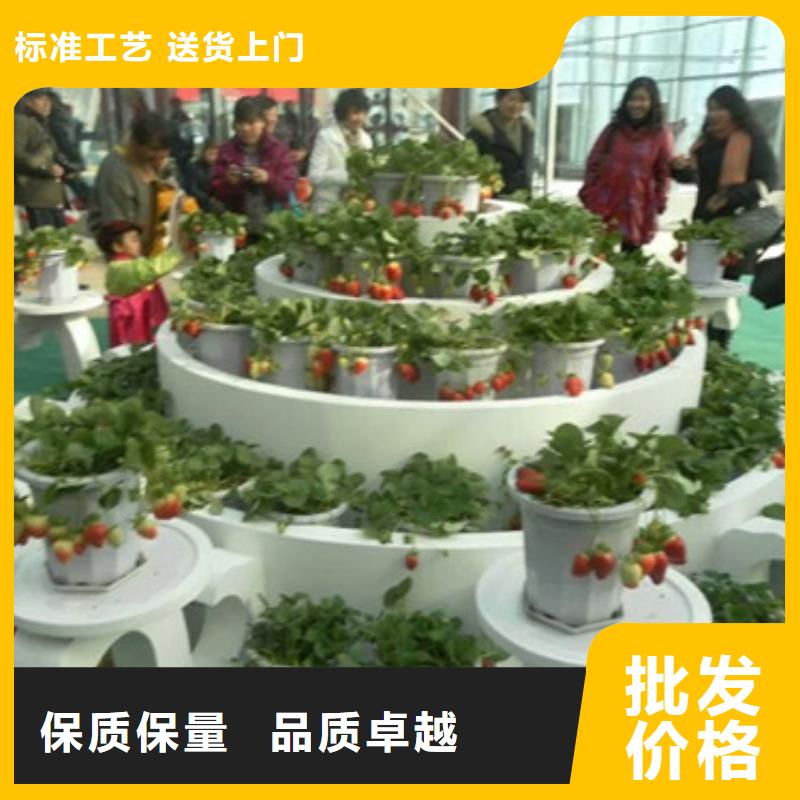 草莓苗葡萄苗基地品質服務誠信為本