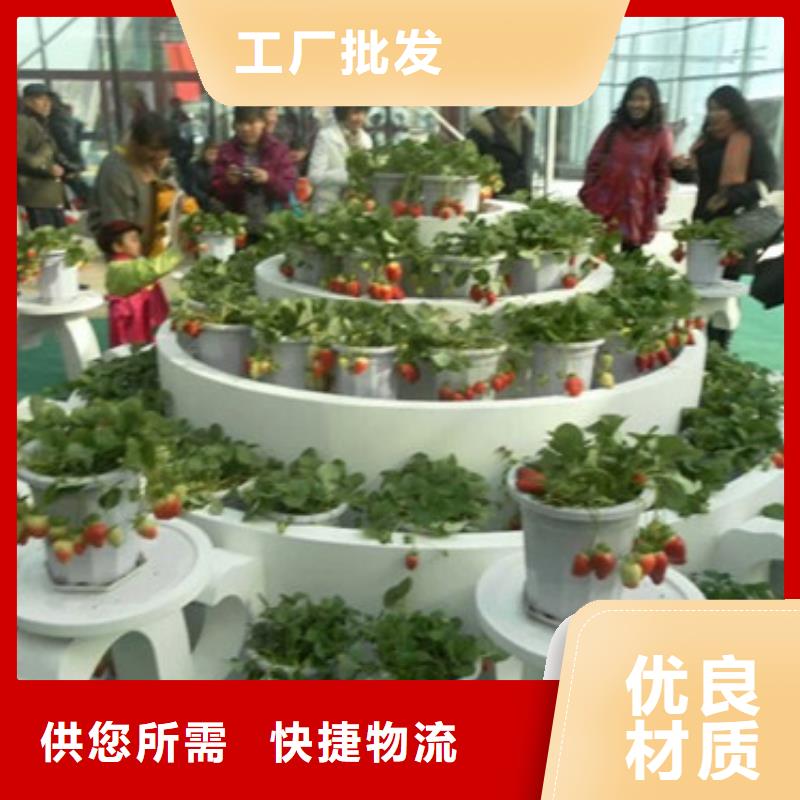 草莓苗蟠枣树苗好品质售后无忧