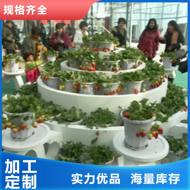 草莓苗-香椿树苗闪电发货