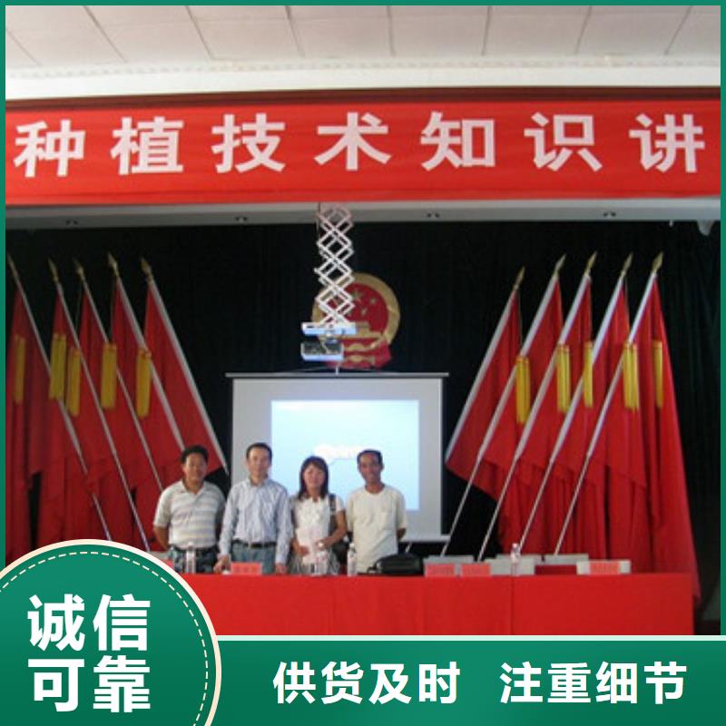 草莓苗,香椿树苗多年实力厂家