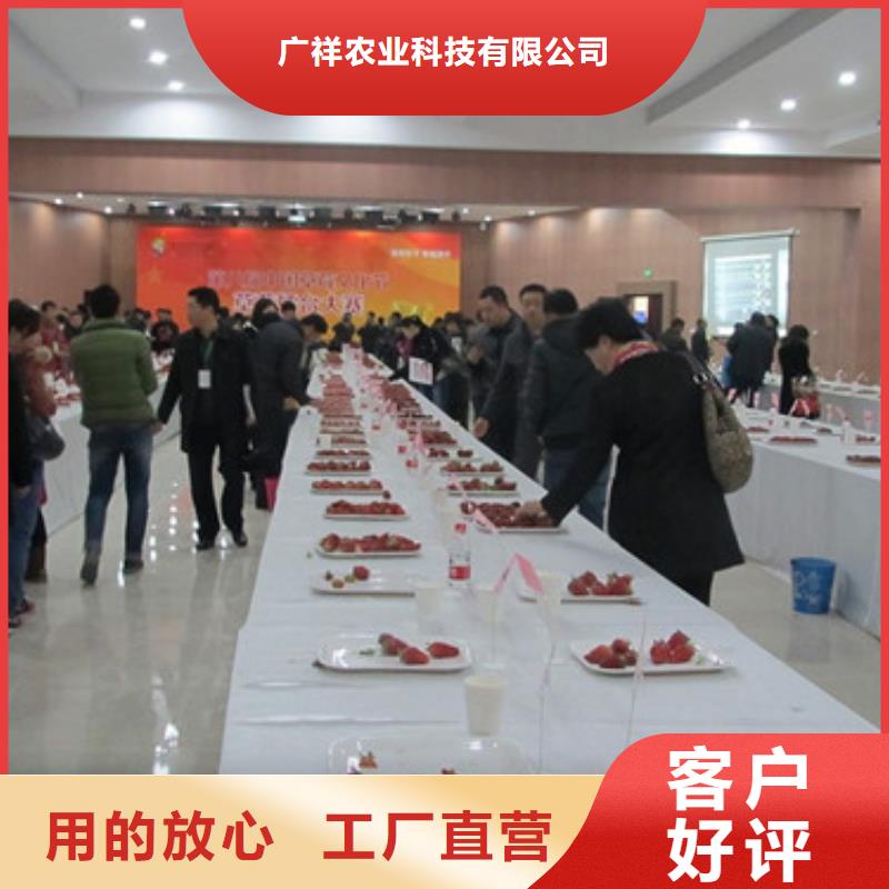 草莓苗大棚草莓苗現貨銷售