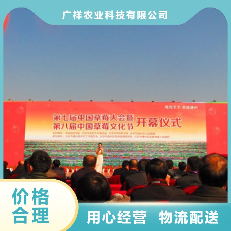 草莓苗葡萄苗現貨直發
