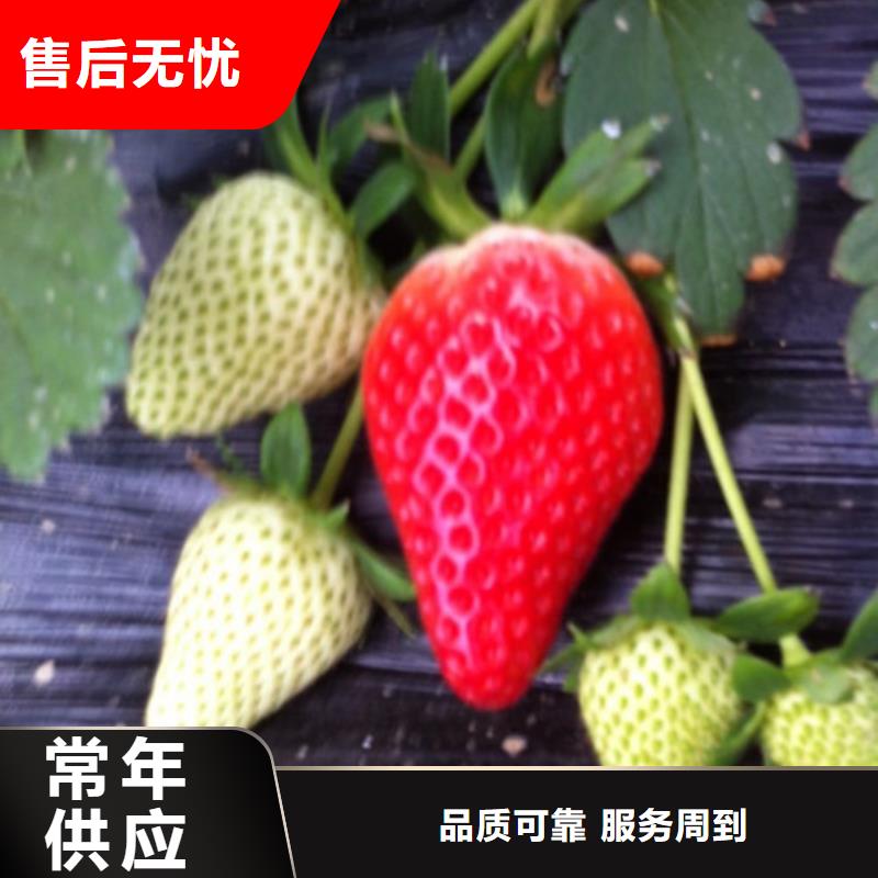 草莓苗_软籽石榴树苗24小时下单发货