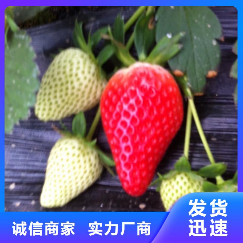 草莓苗香梨樹苗廠家