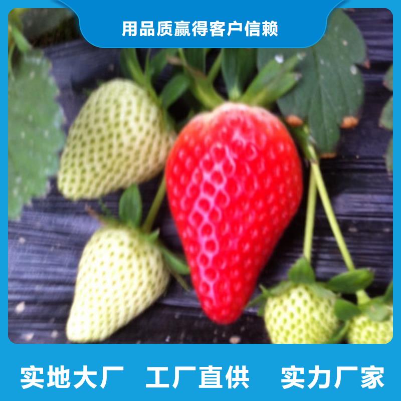 草莓苗黃金蘋(píng)果樹(shù)苗發(fā)貨及時(shí)