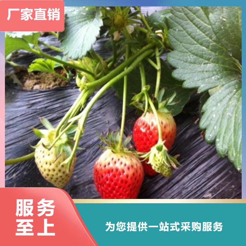草莓苗青苹果树苗随心所欲定制