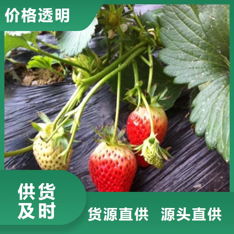 草莓苗-果树苗批发基地匠心制造