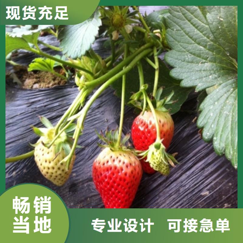 草莓苗苹果苗快速发货