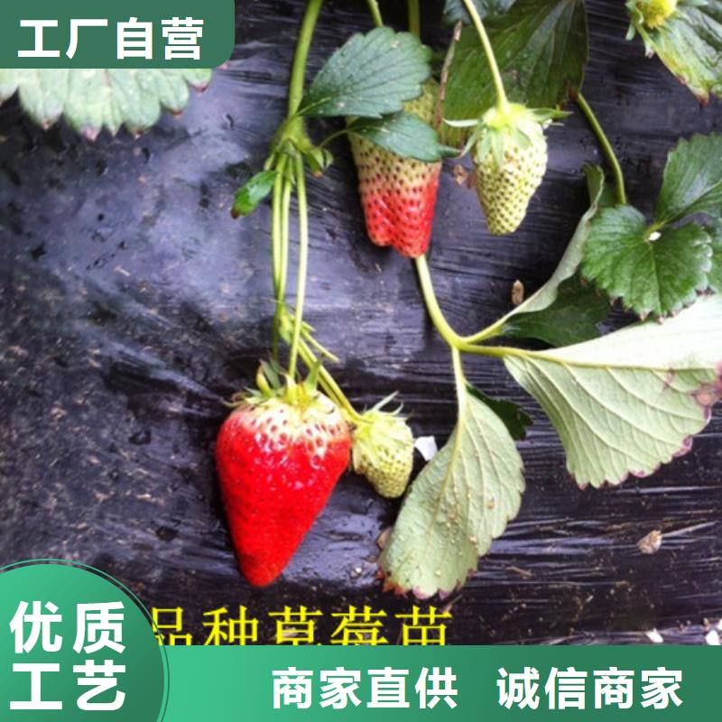 草莓苗西梅树苗产地直销