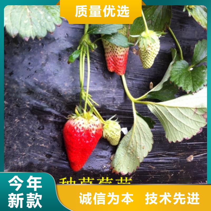 草莓苗胭脂脆桃树苗选择我们选择放心