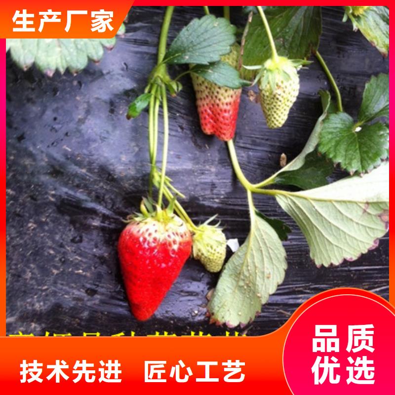 草莓苗-蜂糖李子樹苗暢銷當地