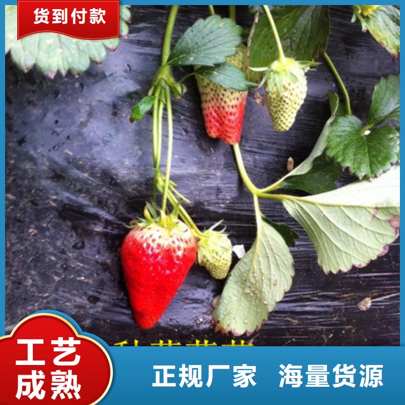 【草莓苗黑珍珠草莓苗實力才是硬道理】