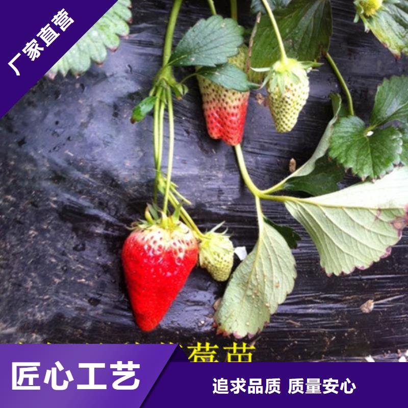 草莓苗苹果苗快速发货