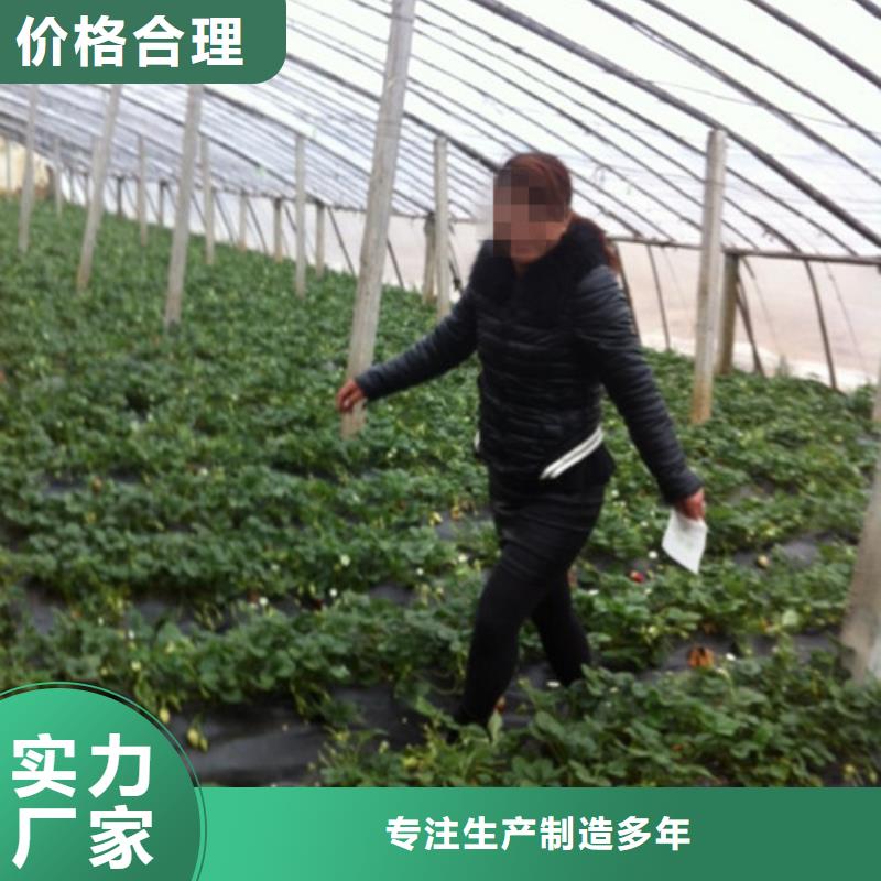 草莓苗苹果苗快速发货
