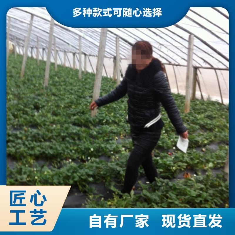 草莓苗果树苗批发基地源头采购