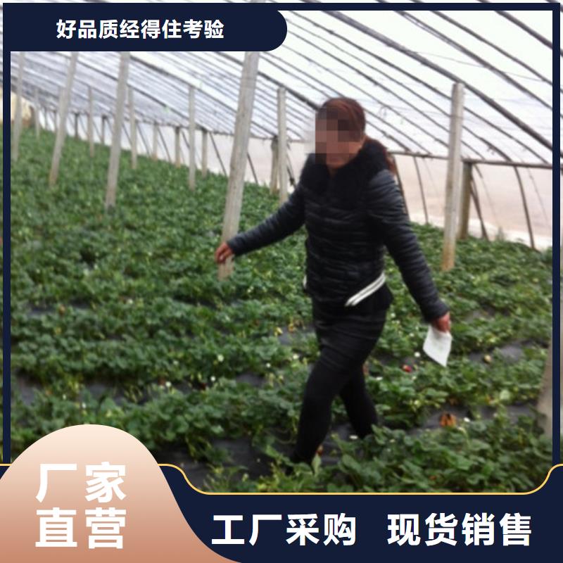 草莓苗蟠棗樹苗貨源報價