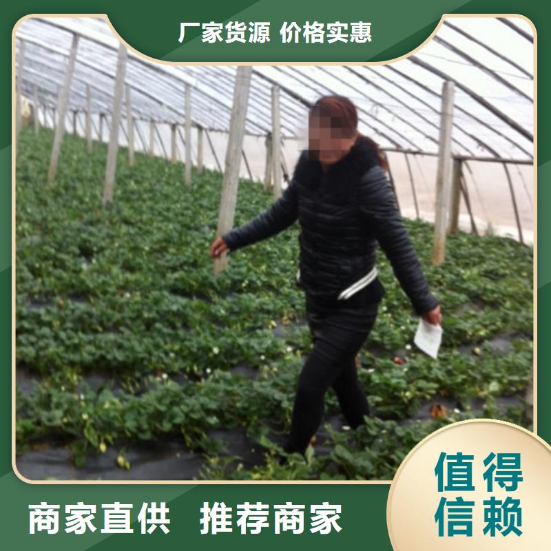 草莓苗-蜂糖李子樹苗暢銷當地