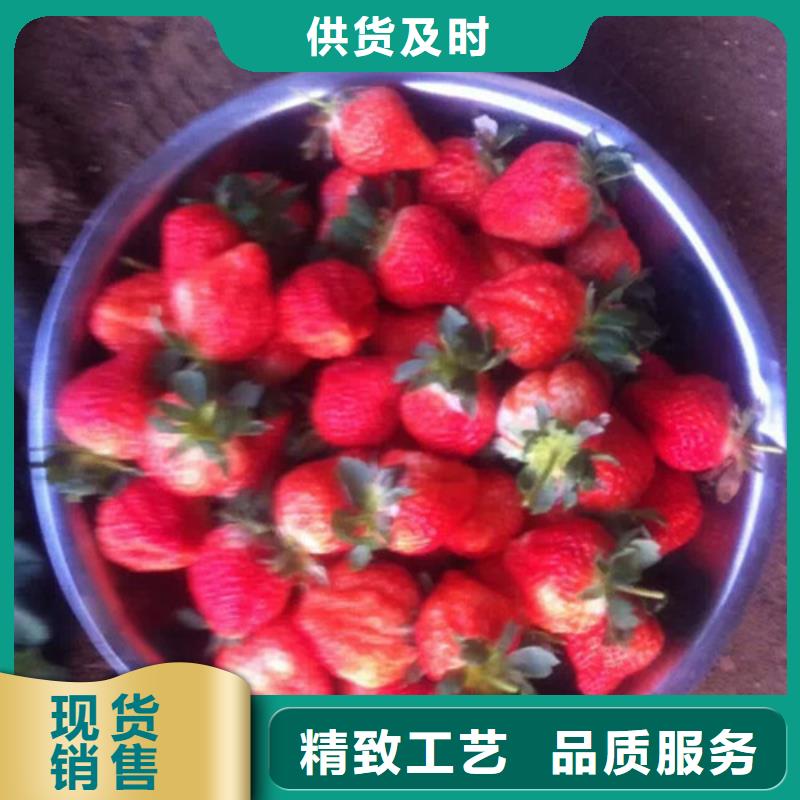 草莓苗蟠棗樹苗貨源報價