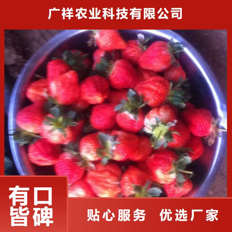 草莓苗胭脂脆桃树苗选择我们选择放心