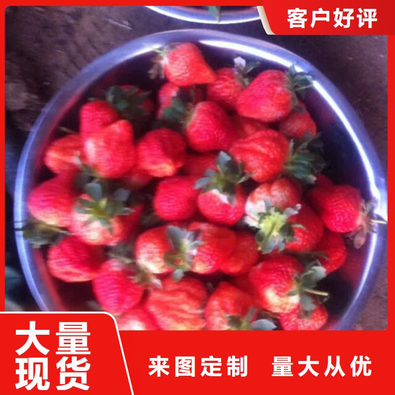 草莓苗陽光玫瑰葡萄樹苗自有生產工廠
