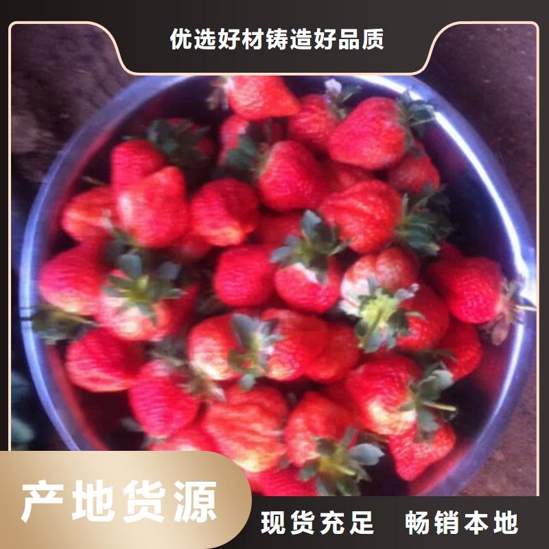 草莓苗_果樹苗批發(fā)基地交貨準時
