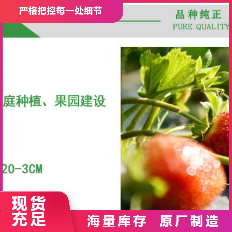 草莓苗陽光玫瑰葡萄樹苗自有生產工廠