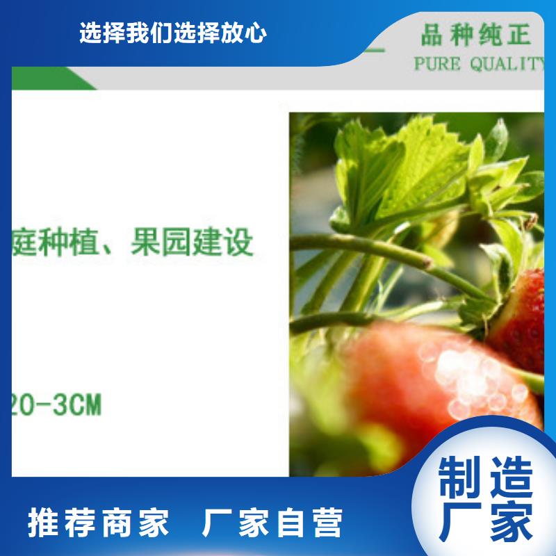 草莓苗香梨樹苗廠家