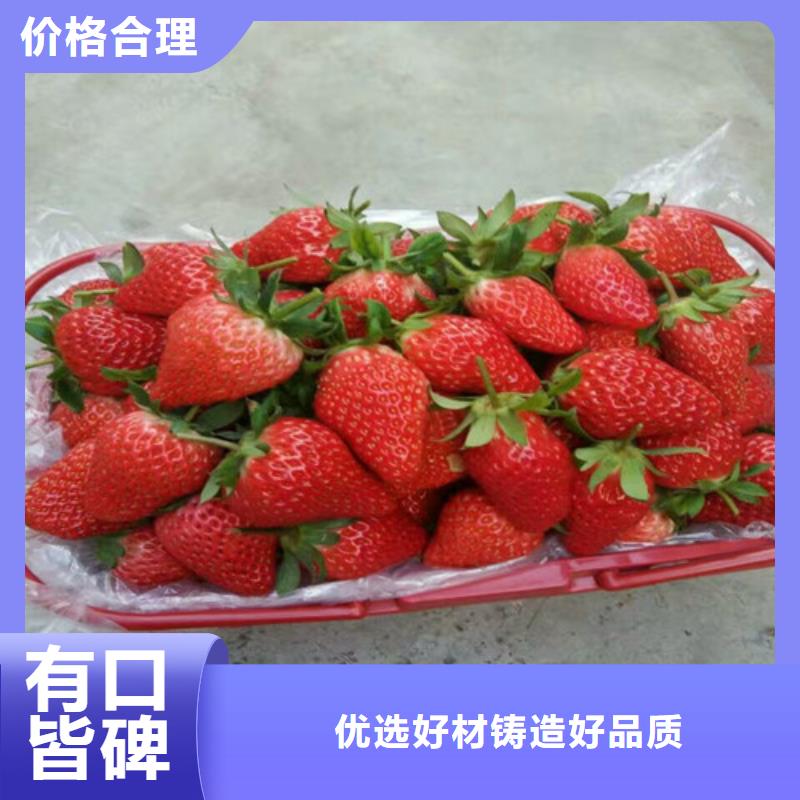 草莓苗_果樹苗批發(fā)基地交貨準時