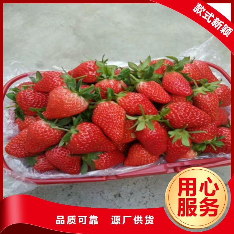 草莓苗陽光玫瑰葡萄樹苗自有生產工廠