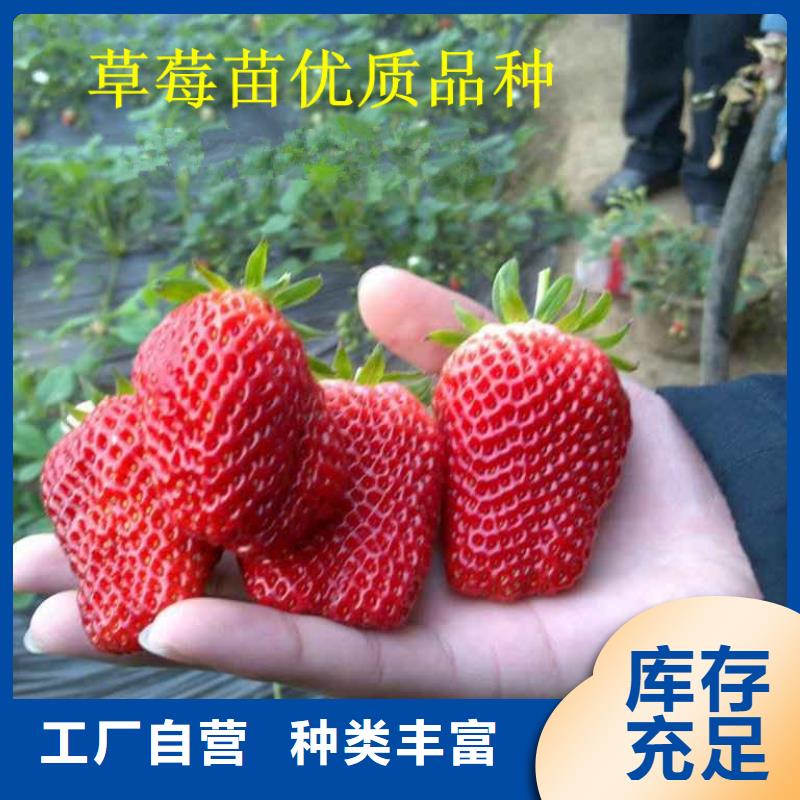 草莓苗-蜂糖李子樹苗暢銷當地