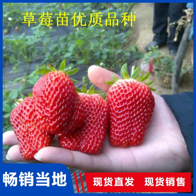 草莓苗蟠棗樹苗貨源報價