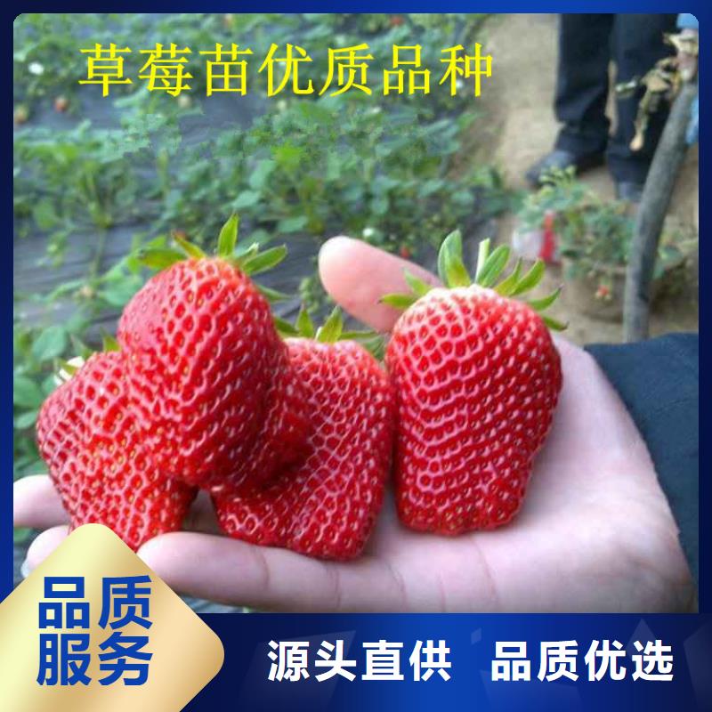 草莓苗_黑珍珠草莓苗工廠直營