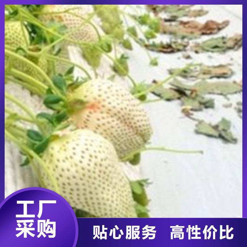 草莓苗,【大棚草莓苗】用心做产品